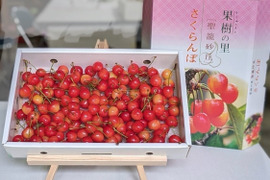 さくらんぼ【佐藤錦】１ｋｇ