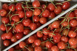 先行予約❗️山形県産🍒さくらんぼ佐藤錦🍒秀品L・2L サイズ混合　1キロバラ詰め