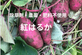 しっとりねっとり甘い自然栽培紅はるか　山梨県産　百笑有田農園