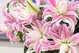 5～6月収穫後順次発送　八重ユリ3本　”ディアンサ”　優しいピンク 新潟県産ユリ切り花　 　※北海道・沖縄県配送不可※