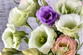 【トルコキキョウ10本】Fresh！朝どり出荷！トルコキキョウはふちがフリルのような花びらが美しいお花。ガラスの花瓶に飾ってエレガントな花生活を楽しんで！
