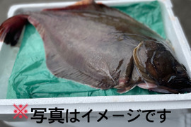 【知床羅臼直送】アカガレイ 神経締め オマケ付き