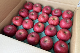 【岩手・紫波長岡果樹園】🍎いわて産特別栽培「サンふじ」5kg（家庭用20玉）