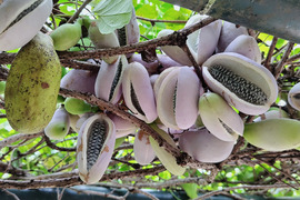 天然山菜　アケビ1000g（予約販売）世界遺産白神山地付近産