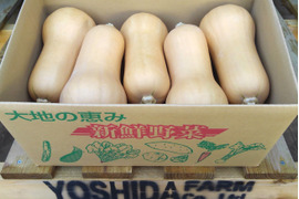 ＜うんまい！＞バターナッツかぼちゃ【１.５ｋｇ】