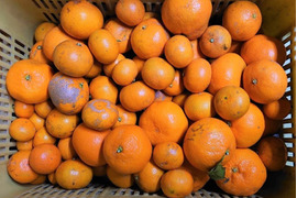 【超訳あり】完熟熟成みかん　10㎏（農家はジュース等に使用）