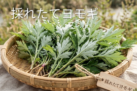 よもぎ生葉🌿60本（60苗）（約400g）以上🌿蓬☆上から15cmの柔らかいヨモギ🌿和ハーブ「ハーブの女王」高いデトックス・冷え性改善、抗酸化作用ビタミンK鉄分クロロフィル☆畑横の人が通らない林