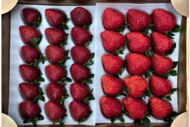 【黒いちご】真紅の美鈴 食べ比べセット 【要確認】1月から順次発送予定　黒中赤大