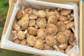 朝採れ！　こどもしいたけ　たっぷり1800g!