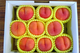【夕月：黄桃】２kg　秀品　9月上中旬