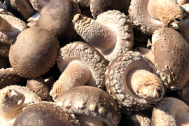 原木栽培 肉厚生しいたけA品 600g以上 クール便　原木椎茸