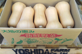 ＜うんまい！＞バターナッツかぼちゃ【２０ｋｇ】
