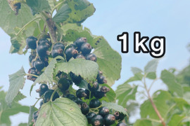 【ジャムづくりに】冷凍カシス•1kg（古代種ボールドウィン）※まとめ買い対応