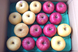 【岩手・紫波町】特別栽培「サンふじ」「はるか」「シナノゴールド」の詰め合わせ（ご家庭用・5kg）🍎クリスマスに間に合います🎄