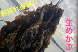 2026 初物　朝採れ直送　メカブ　生めかぶ（茎付き）2kg  漁師直送