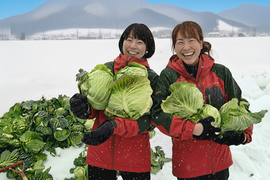 甘い 雪下キャベツ 岡山 雪国 蒜山高原 2玉 約4kg～ レシピ付き 冬キャベツ 越冬キャベツ ギフト 贈り物 プレゼント