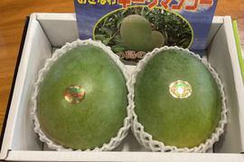 『贈答用』果肉たっぷり！キーツマンゴー2玉（1.5Kg前後）