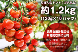 【冬ギフト熨斗対応可】艶々でピッカピカ！りぼんのトマト（プチぷよ）約1.2キロ