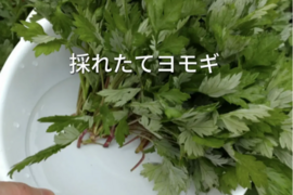 よもぎ生葉🌿90本（90苗）以上🌿上から15cmの柔らかいヨモギ🌿和ハーブ🌿ヨモギ☆蓬☆畑横の人が通らない林の蓬🌿🏣ゆうパック