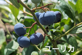 【パリｯ！プリｯ✨】ユーリカ
400g  間もなく終了