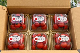 「寿美令」トマト🍅フルティカ（250gパック6個／段ボール発送）