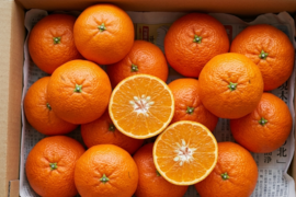 【濃縮、太陽の甘み】南津海（なつみ）　お試し１ｋｇ ご家庭用 農薬不使用 自然栽培 愛媛県