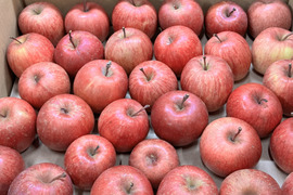 【極小玉・バラ詰め】サンふじ🍎家庭用約4.5Kg🍎毎日りんご　コスパ抜群　青森県産　数量限定