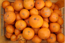 農家直送！有田みかん10kg　超訳あり（加工用）【平武農園】和歌山｜有田｜田口　産地直送　お取り寄せ