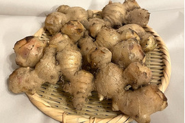【農薬・化学肥料不使用】皮ごと使える　「熟成・土付き生姜」500g