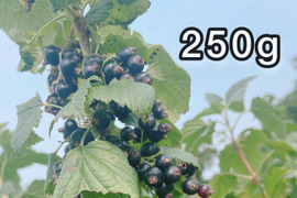 【ジャムづくりに】冷凍カシス•250g（古代種ボールドウィン） ※まとめ買い対応