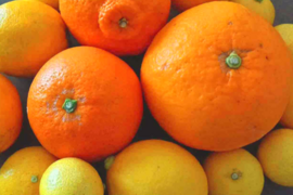 【アワード受賞福袋】応援ありがとう！仲屋の柑橘 食べ比べセット 《3月下旬発送》仲屋 海瀬農園  バラエティセット