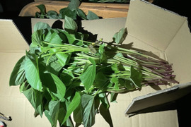 旬の野菜　さつまいもの葉と茎