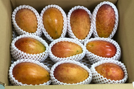 【沖縄県宮古島産】加工用：完熟マンゴー4kg／8～12玉入り