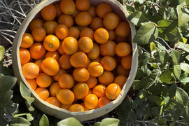 【みつばちの贈り物】自然のままのきんかん１.５ｋｇ　金柑