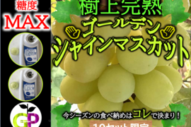 糖度MAX👆樹上完熟！ゴールデンシャインマスカット 粒売り１Ｋｇ×１Ｐ