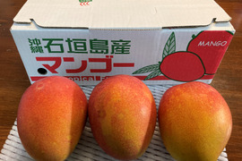 【夏ギフト】【期間限定】【数量限定】石垣島完熟マンゴー（ワケあり）１ｋｇ（２～３玉）５０箱限定