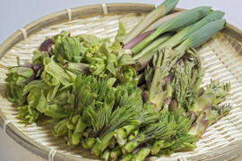 【天然】お約束!!妙高山の山菜をドーン!!とお得なセット４種（500g～）山菜詰め合わせ 山菜 ミックス