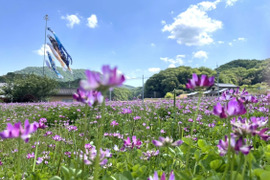 令和5年度新米。岡山県産　朝日蓮華米
【5kg】大粒のふんわり香りもしっかり
白米。予約販売。