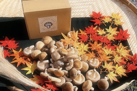 新鮮！肉厚ジューシー椎茸～Ｂ品～【サイズいろいろ　１ｋｇ】