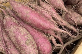 【農薬化学肥料不使用】さつまいも（シルクスイート）２キロ