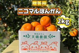 【愛媛県産】季節限定　甘味がギュッと詰まったポンカン　贈答用　2ｋｇ