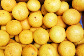 4/5より順次発送【加工用】黄金柑 3kg ゴールデンオレンジ 黄蜜柑 「もったいない」にご賛同ください 仲屋 海瀬農園