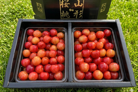 🍒週末限定セール🍒【朝どれ】《佐藤錦》さくらんぼ 山形県東根産 1kg L.2L 秀・特秀品 バラ詰め