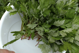 ヨモギ 【お徳用】30本✕６口分 ☆農薬、化学肥料、除草剤不使用の土壌