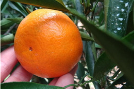 春柑橘の香り漂う！食味抜群の希少品種！「珠美柑（たまみかん）」　サイズ混合　お試し品　約２ｋｇ