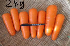 にんじん　約2kg【栽培期間農薬不使用】