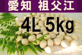 2024年新物！ 愛知県 祖父江産　久寿ぎんなん 銀杏 4L 5kg     ☆秋の味覚☆