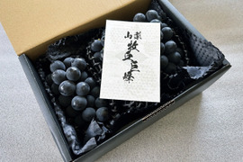 今年度最終出荷❗となります❗山梨県 巨峰の町 牧丘町【紫黒色の宝石】【2024年10月1日～発送】