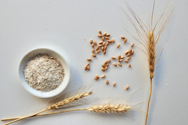 【希少な在来小麦】自然栽培／瀬戸内在来『しらさぎ小麦』石臼製粉　全粒粉（800g）