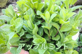 アップルミント🌿30本🌿ハーブ🌿りんごのような甘い香り🌿リラックス効果、消化促進、抗菌・抗炎症作用穏やかなメンソールでハーブティーや料理の風味付けに☆農薬、化学肥料、除草剤、動物性肥料等不使用